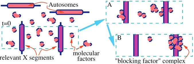 Figure 1. A Schematic Picture of Our Model