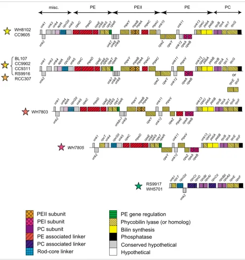 Figure 4Comparison of PBS rod gene regions of the different pigment types of marine Synechococcus