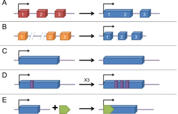 Figure 1: The origins of lncRNAs.  A. a lncRNA is transformed from a protein-coding gene with structural damage; B