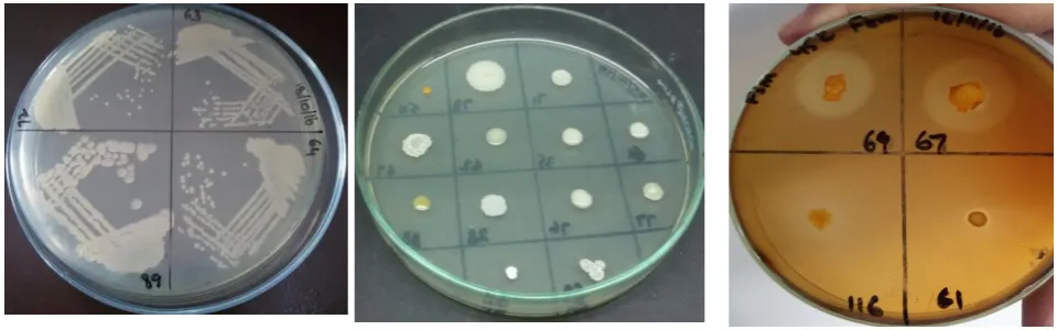 Figure 1:  From left to right (A) Isolation, (B) Master Plate/ Maintenance of cultures (C) Pectinase Activity  