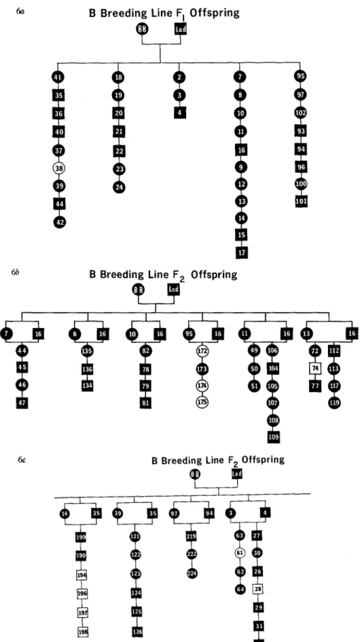 FIG. 6.  Pedigree  of B  breeding  line.  (a)  First  generation  offspring;  (b)  second  generation  offspring;  (c) second generation offspring