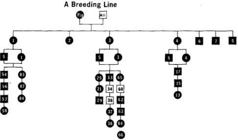 FIG.  4.  Pedigree of C  breeding line. 