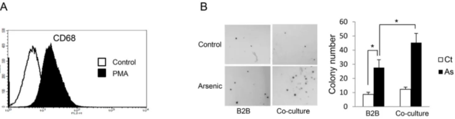 Figure 1: Co-culture with THP-1 derived macrophages enhances arsenic induced transformation of B2B cells