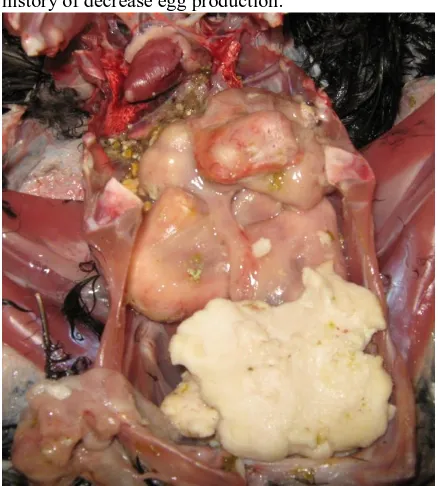 Fig. 6: Ectopic egg (soft-shelled) in the abdominal cavity of a chicken   