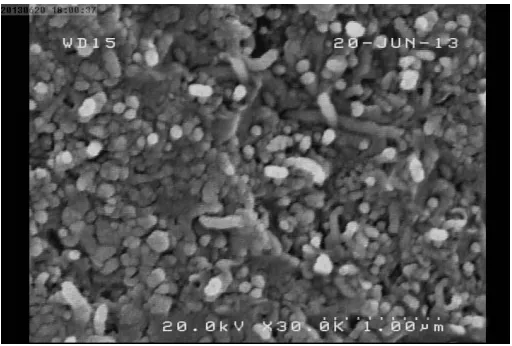 Fig. 9. SEM images of EP/ MWCNTs composite.  