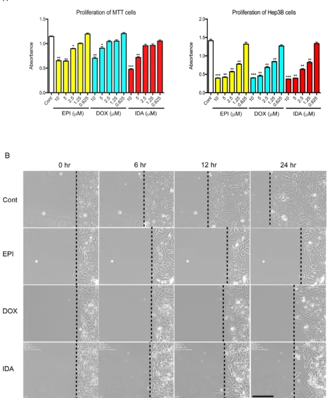 Figure 1: Effects of anthracyclines on cell proliferation and cell migration.  A. MTT or Hep3B cells were seeded in a 96-well  plate
