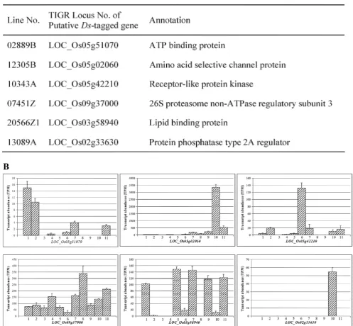 Fig. 4 Yield-related lines and their putative Ds-tagged genes as well as their expression