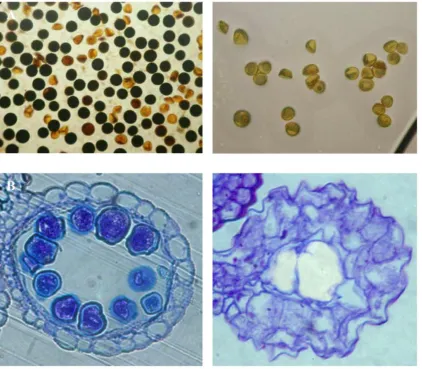 Fig. 5 Examples of low yield lines. (A) Pollen viability shown by starch content in WT (left) compared with a Ds line (right)