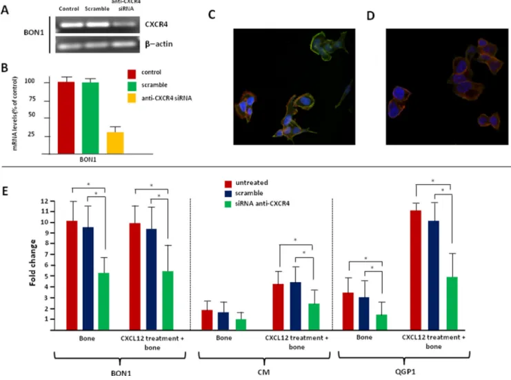 Figure 7: Silencing of CXCR4 reverts the EMT-like changes induced by CXCL12 in NET cells