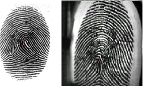 Figure 1. A properly core point located fingerprint image has been considered for registration