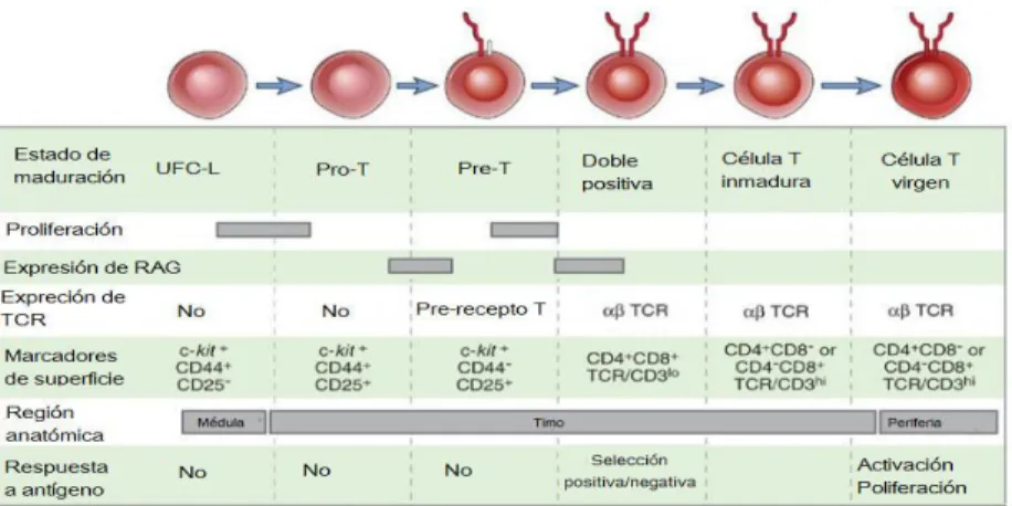 Figura 3. Etapas de maduración de linfocitos T. Una vez fuera de la médula el linfocito migra  hasta  el  Timo  donde  termina  su  proceso  de  maduración  y  expresión  de  TCR  pasando   (Modificado de Abbas, A