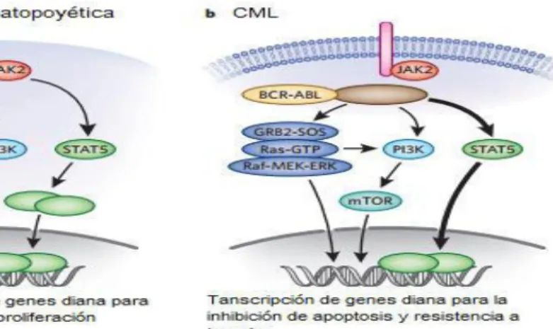 Figura 4. Aspectos moleculares de la patogénesis de leucemia mieloide crónica.  (a)  En  una  célula  madre  hematopoyética  la  activación  de    factores  de  transcripción  asociados  a  proliferación  y  diferenciación  celular  están  asociados  a  la
