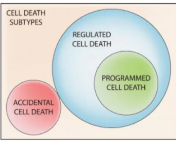 Figura 7. Clasificación de la muerte celular.  La muerte celular se clasifica en dos subtipos,  muerte celular accidental, MCA (Accidental cell death, ACD) y muerte celular regulada, MCR  (Regulated  cell  death,  RCD)