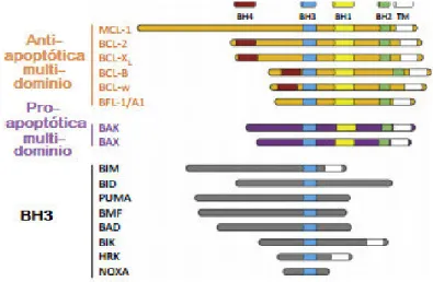 Figura 11. Estructura y clasificación de la familia Bcl-2. Las proteínas Bcl-2 se dividen en  aquellas que no permiten la muerte celular (anti-apoptóticas) y aquellas que favorecen la muerte  celular (pro-apoptóticas)