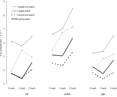 Figure 2-6. P2a amplitudes elicited during spatial (thin lines) and verbal (thick lines) tasks