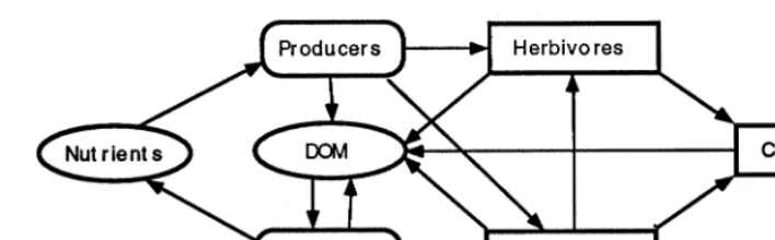 Fig. 2. A general diagram depicting the interactions between the major trophic levels in the general ecosystem model.