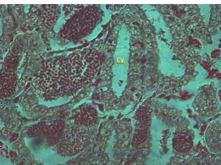 Fig. 5:  Spermatogonia and spermatocytes; progressing in testicular cysts Gr.: 40  