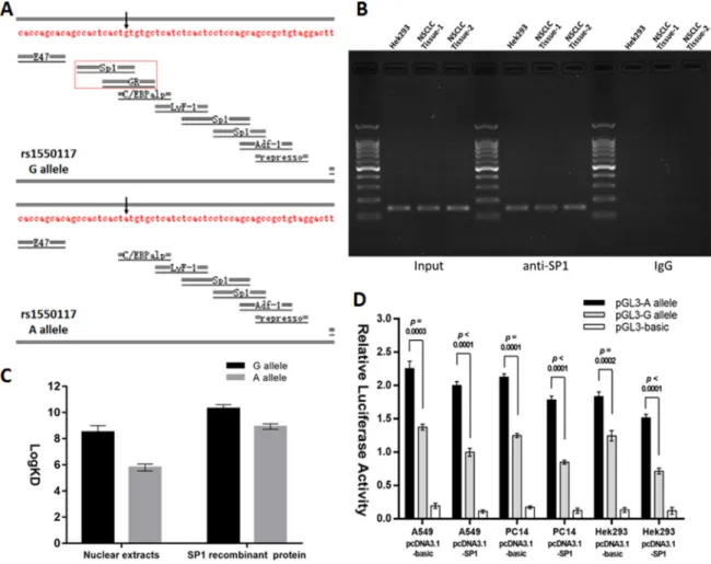 Figure 2: The rs1550117 A>G variant affects the transcription factor binding affinity