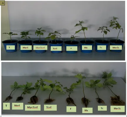 Figure 3. Effects of T. harzianum and mycorrhizae on growth (A) and root development (B) of inoculated and non inoculated eggplants with F