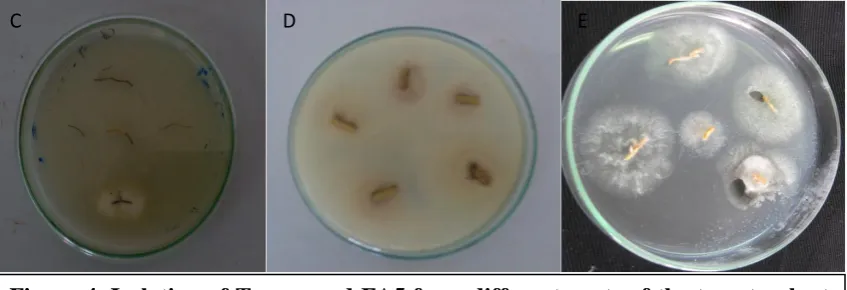 Figure 4. Isolation of Tcomp and FA5 from different parts of the tomato plant and eggplant