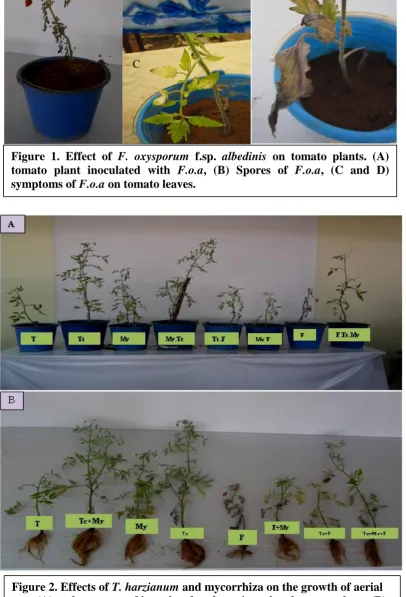 Figure 2. Effects of T. harzianum and mycorrhiza on the growth of aerial part (A) and root part of inoculated and non inoculated tomato plants (B) 