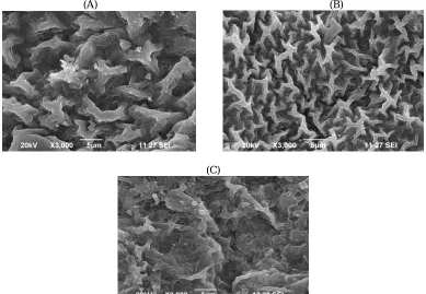 Figure A- Normal  algae, B- pretreated algae and C- Algae after Biosorption. 