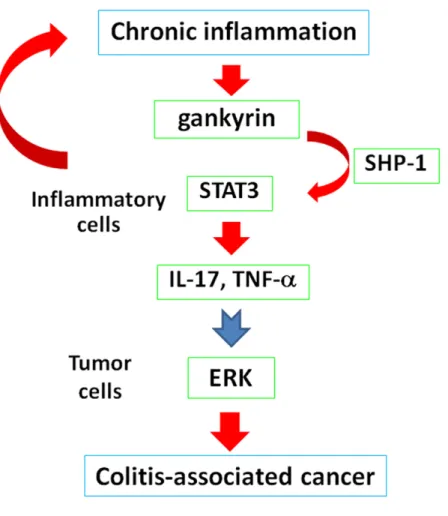 Figure 6: Chronic inflammation increases gankyrin expression in the colonic mucosa of patients with IBD