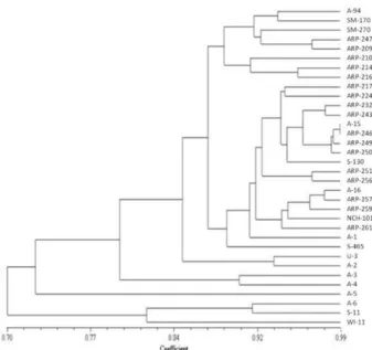 Fig. 1. Diversity amongst different strains of Agaricus bisporus based on ISSR polymorphism