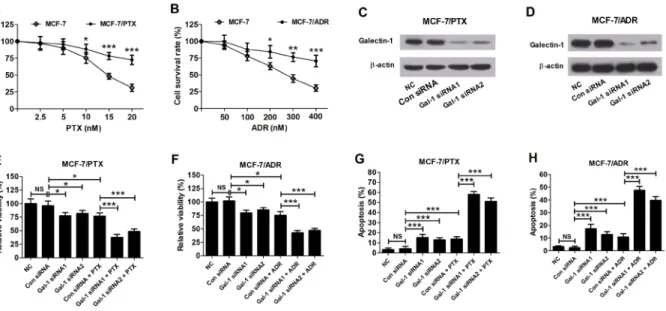Figure 2: Effects of Gal-1 knockdown on sensitivity to PTX and ADR in MCF-7/PTX and MCF-7/ADR cells
