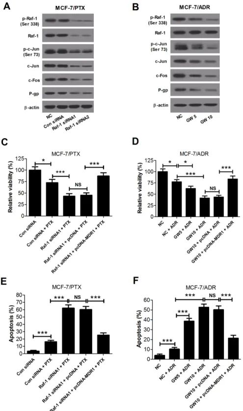 Figure 5: Gal-1 knockdown enhanced sensitivity to PTX and ADR by reducing P-glycoprotein expression through  inhibiting the Raf-1/AP-1 signaling pathway