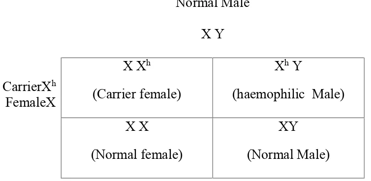 Fig:6 Genetic Inheritance Pattern In Haemophilia.