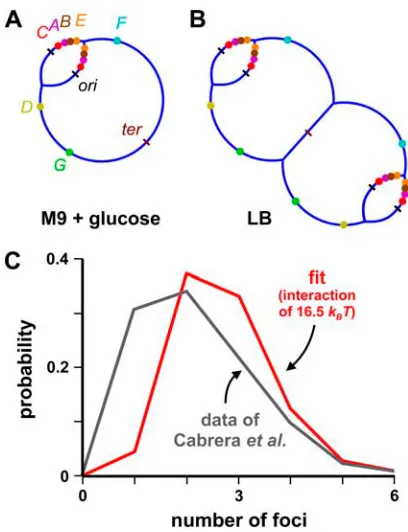 Fig. 2, rows 3–5 and 7 (calculated assuming a depletion attraction in the