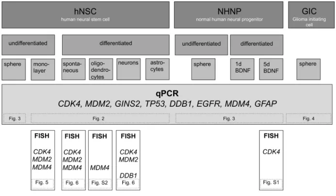 Figure 1: Overview of experimental design.  Graphic overview on used cells, differentiation induction, and techniques to analyze  amplification