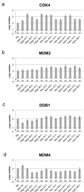 Figure 2: Copy number analysis of CDK4, MDM2, DDB1 and MDM4 using qPCR in neural stem cells and during  differentiation