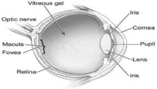 Figure 1 Human Eye  
