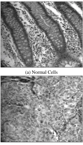 Fig. 1. Colon Tissue Imagery