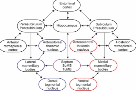 Fig. 1 – Schematic representation of the main connections inthe Papez's circuit. The hippocampal formation includeshippocampus and subicular cortices