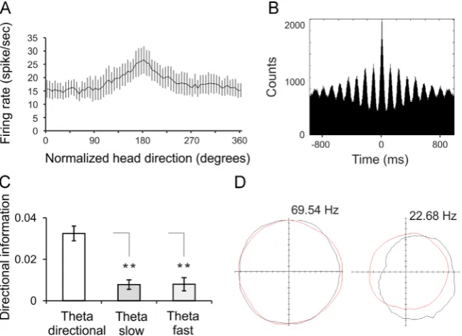 Fig. 5 –69.54/22.68 Hz in the periphery. The plots are from (compared to fast-spiking theta cell (left)