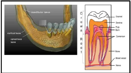 Figure 1-1: The picture of lower jaw and teeth.  