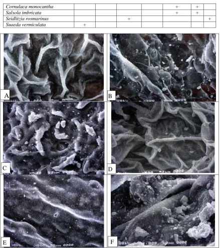 Fig. 1: Scanning electron micrographs of leaf surfaces:   