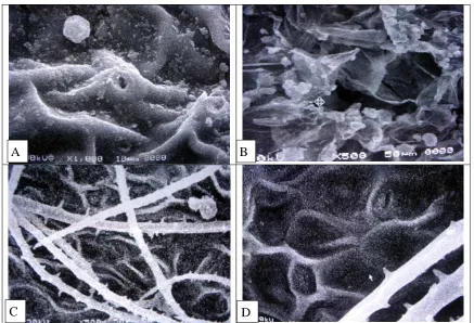 Fig. 2: Scanning electron micrographs of leaf surfaces  