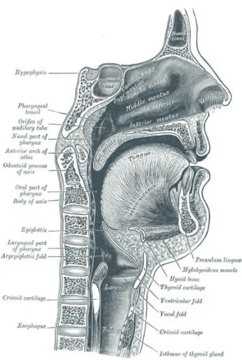 Figure 1.1: Saggital view of the human skull and neck (from Gray (1936)).