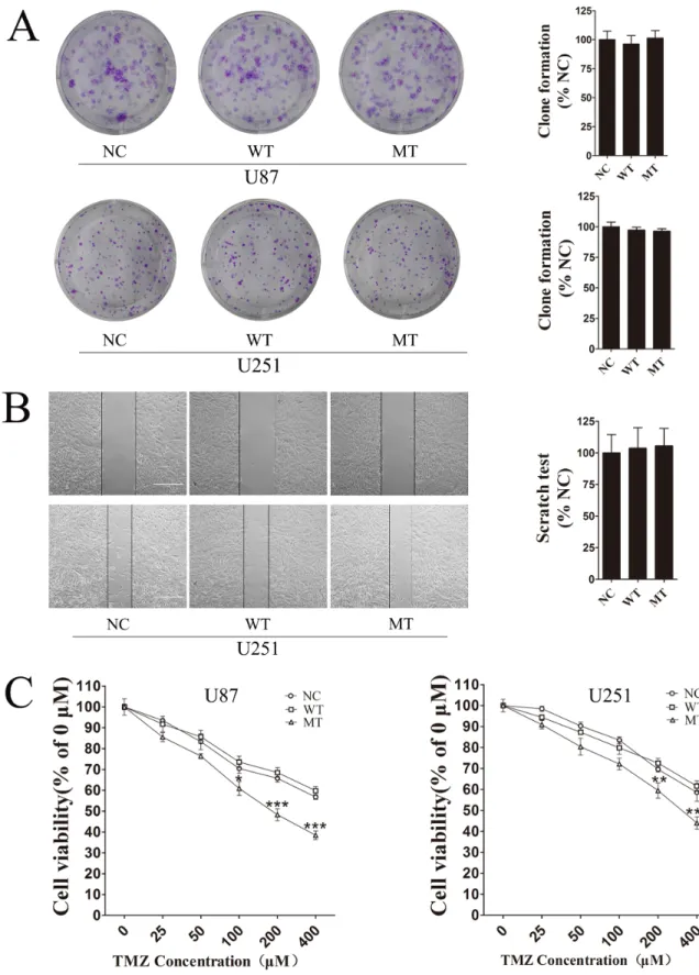 Figure 1: IDH1 R132H mutation increases chemosensitivity to TMZ. (A) Cell colony formation assay was used to measure cell 
