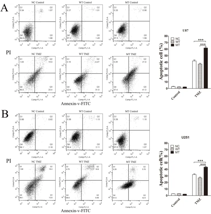 Figure 2: Flow cytometry analysis of cell apoptosis induced by TMZ.  IDH1 R132H, WT and NC overexpressing U87 cells  (A) 
