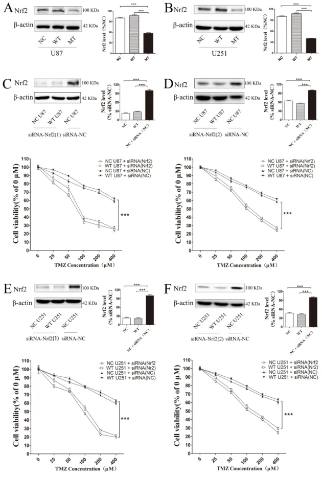 Figure  3:  Decreasing  Nrf2  expression  in  IDH1  R132H  cells  could  increase  TMZ  sensitivity