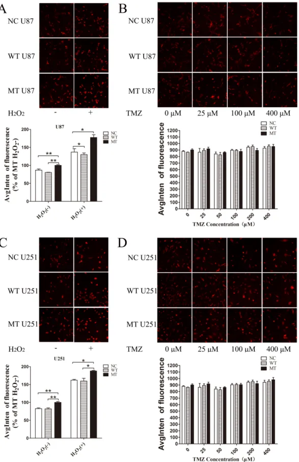 Figure 6: ROS level assayed by high content analysis.  U87 and U251 cells overexpressing different constructs (NC, WT, IDH1  R132H), treated with hydrogen peroxide, were used as positive control groups; untreated cells were used as negative control groups 