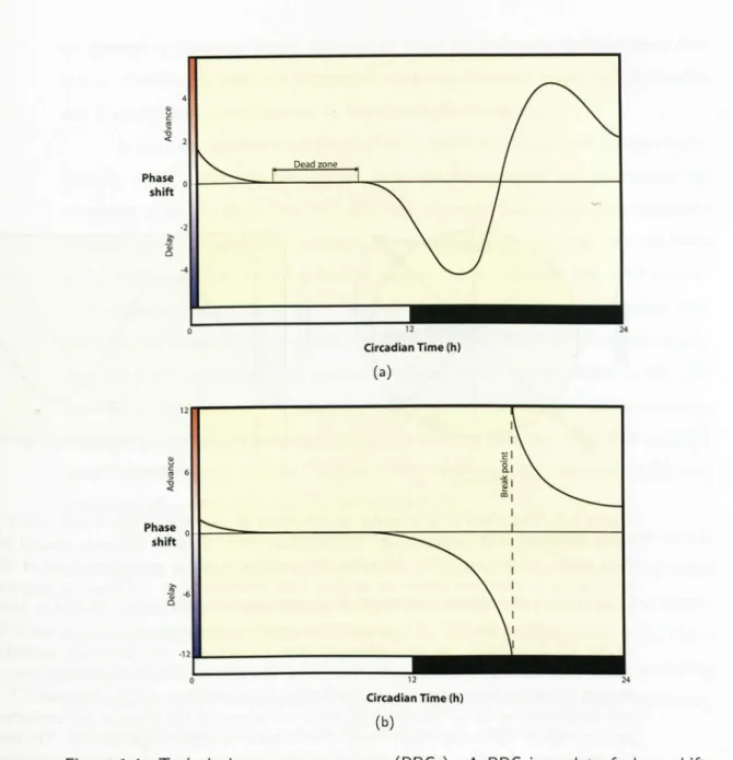 Figure 1.4: Typical phase response curves (PRes). A PRe is a plot of phase shifts of a circadian rhythm as a function of the circadian phase that the stimulus is given
