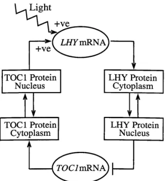 Figure 2.1: Model for the central feedback loop in the Arabidopsis clock. TOCI protein in the nucleus activates transcription of LHY and CCAl mRNA, together with light mediated by protein P (not shown)