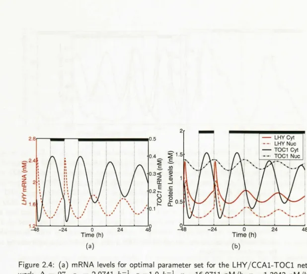 Figure 2.4: (a) mRNA levels for optimal parameter set for the LHY JCCA1-TOO net- net-work, Ll = 27