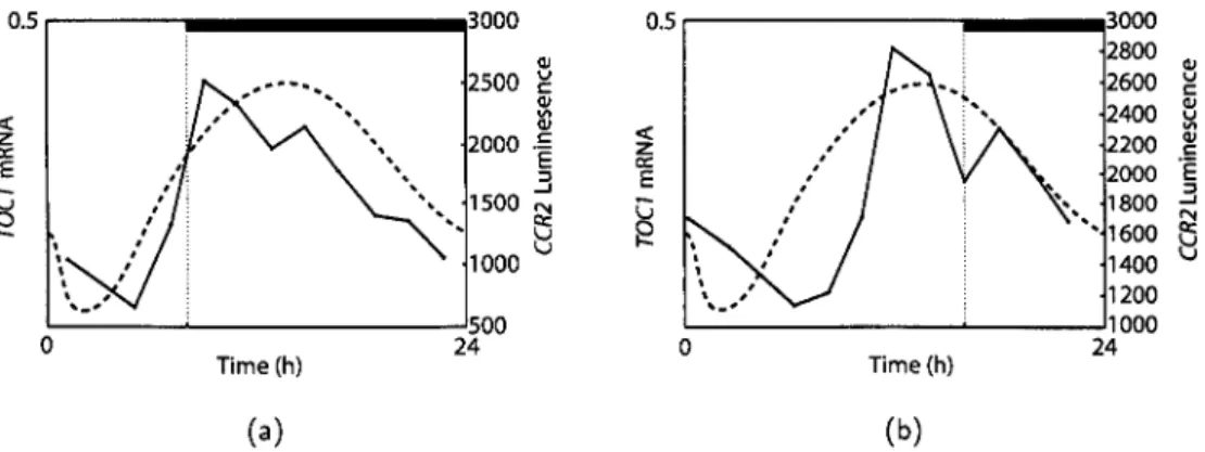 Figure 2.8: Effects of altered photoperiod on circadian rhythms. Simulations (dashed line, (nM)) are compared to data (solid line, arbitary concentrations) a) under light dark cycles (LD) consisting of 16h of darkness and 8h of light (LD16:8), b) under lig